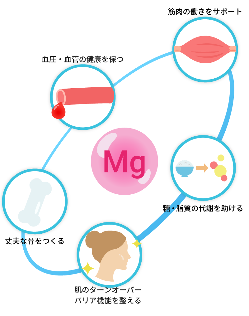 マグネシウムの働き